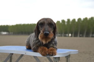 Disponibili Splendidi Cuccioli Di Bassotto A Pelo Duro Color Cinghiale Allevamento Bassotto Tedesco A Pelo Duro Kaninchen