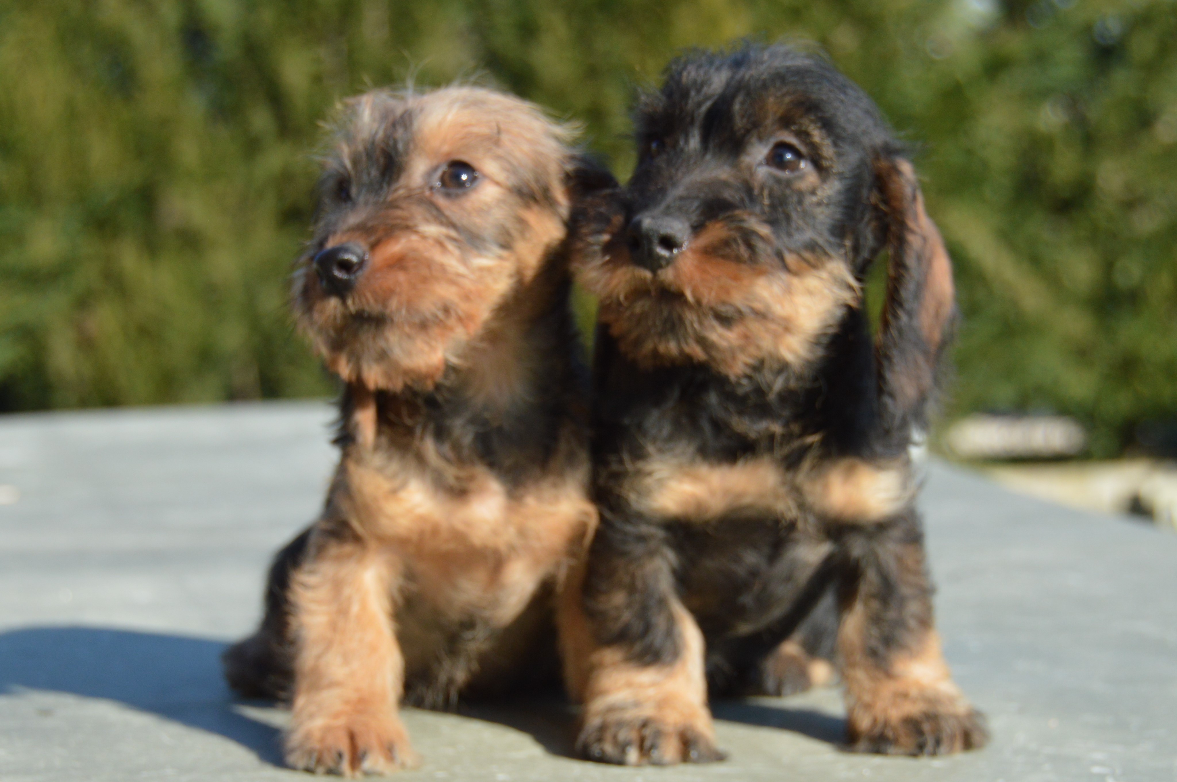 Disponibili splendidi cuccioli di bassotto a pelo duro color cinghiale! Allevamento Bassotto Disponibili splendidi cuccioli di bassotto a pelo duro color cinghiale! Allevamento Bassotto