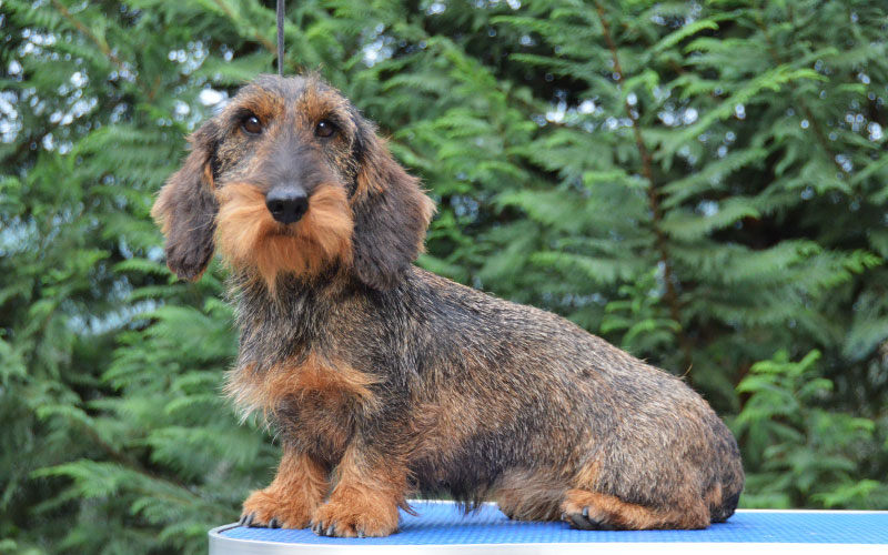 cuccioli-di-bassotti-a-pelo-duro