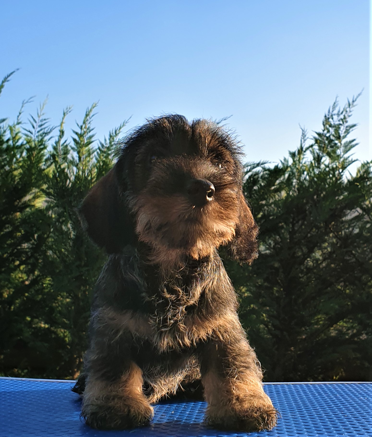 Disponibili splendidi cuccioli di bassotto a pelo duro color cinghiale! Allevamento Bassotto Disponibili splendidi cuccioli di bassotto a pelo duro color cinghiale! Allevamento Bassotto